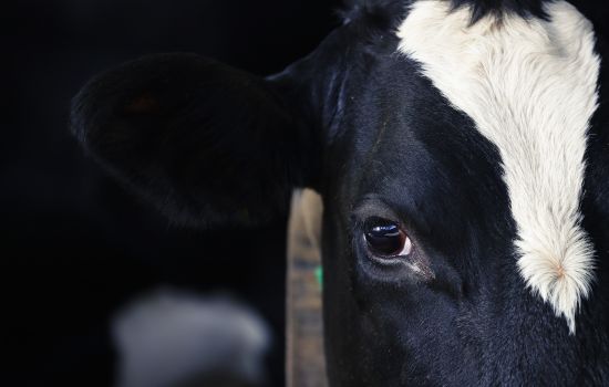 Животноводство будущего (прием на курс завершен)